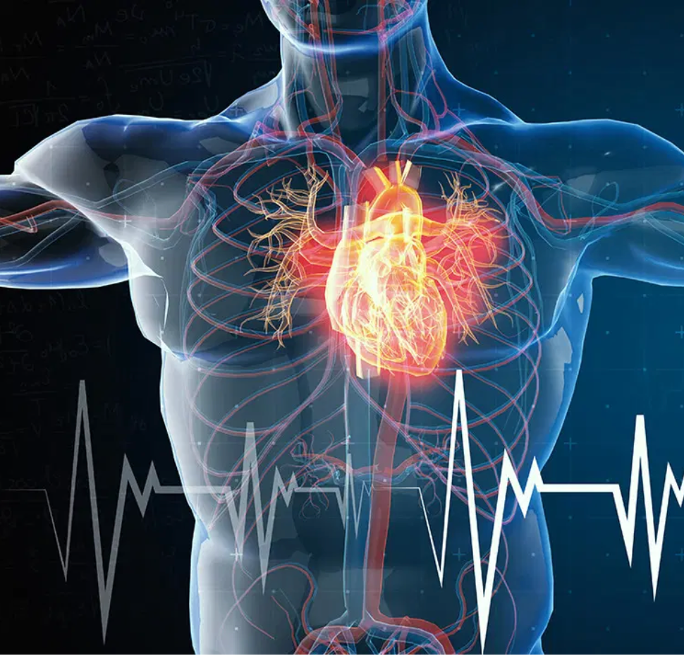 Cardiovascular Support Protocol